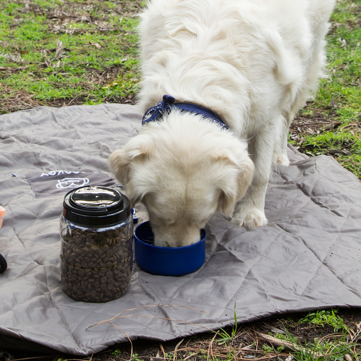 Pet TravelTainer