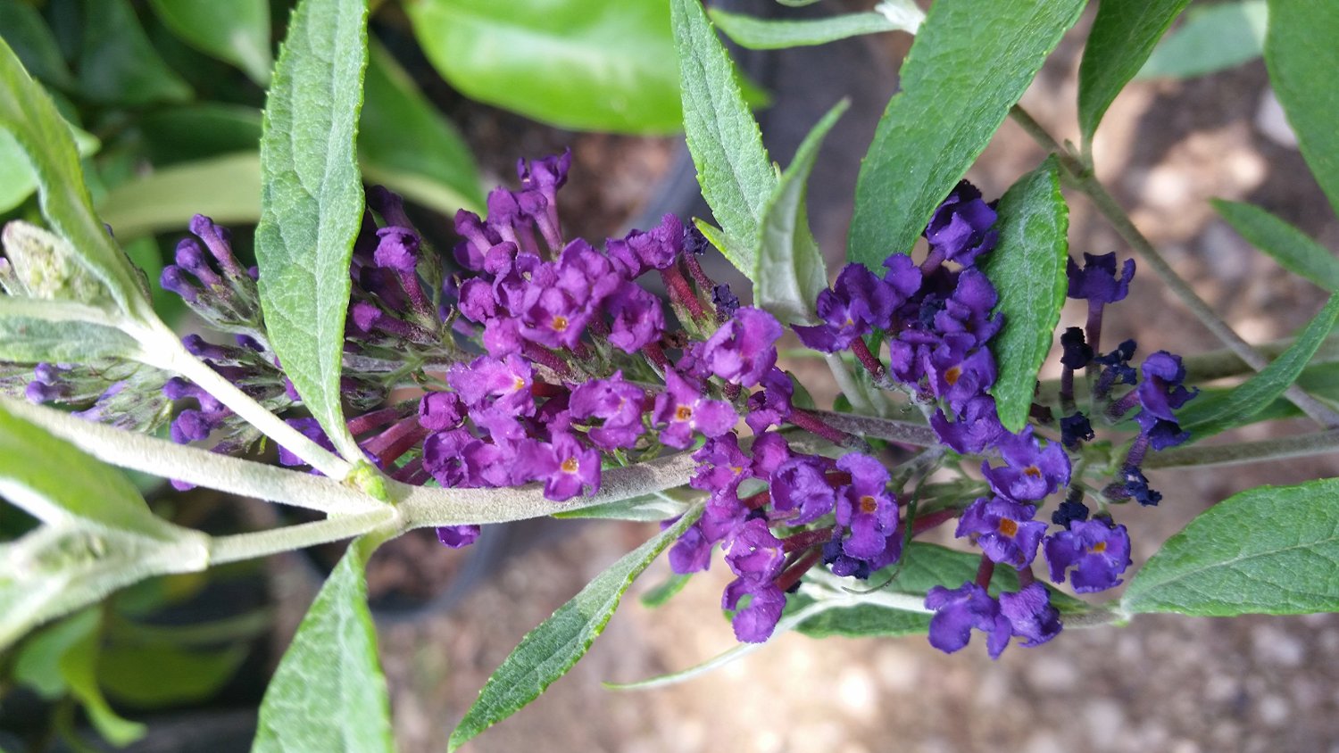 Buddleia 'Buzz Midnight' Butterfly Bush'