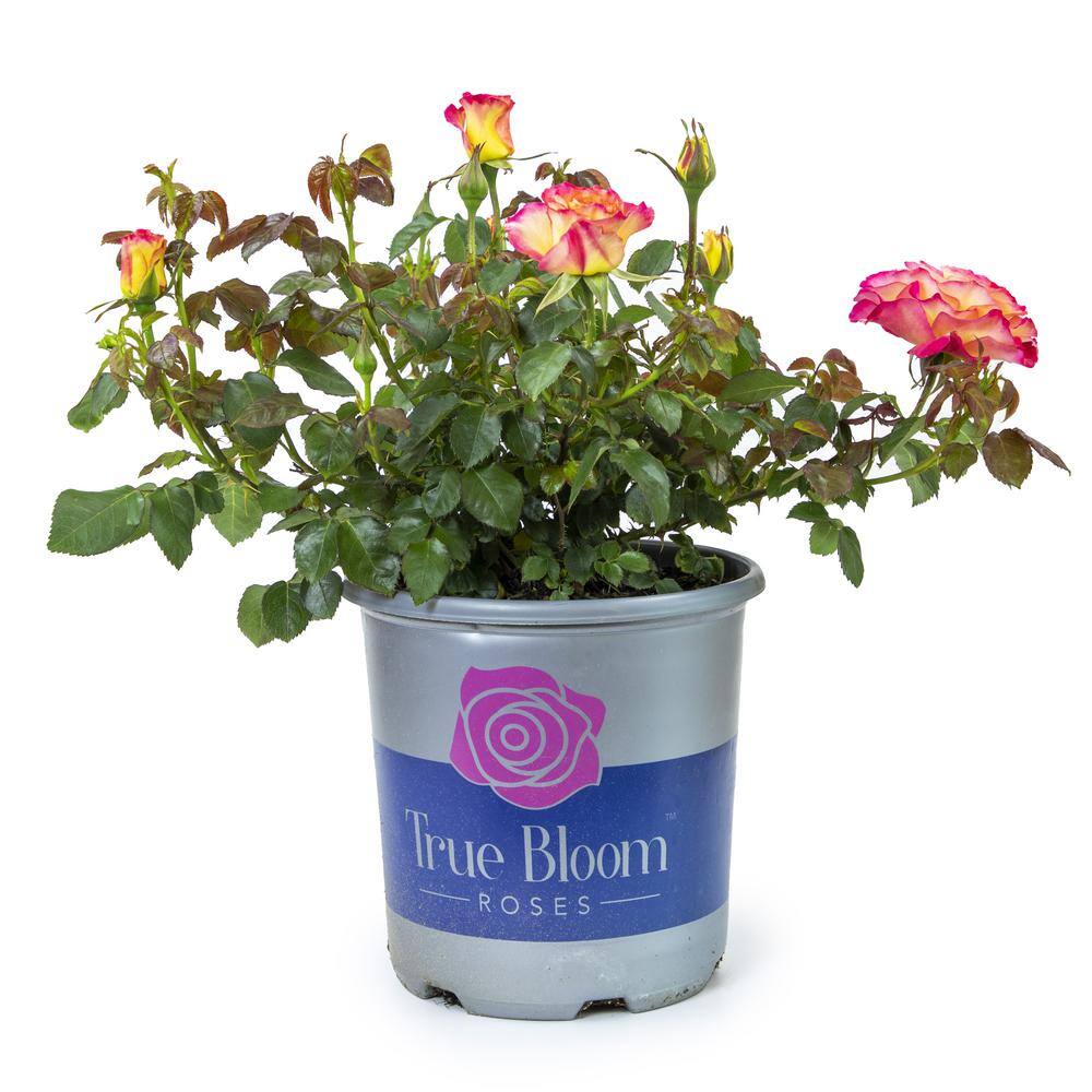 ALTMAN PLANTS 8 Qt. True Bloom True Sincerity Rose with Pink-Yellow Flowers 0872518