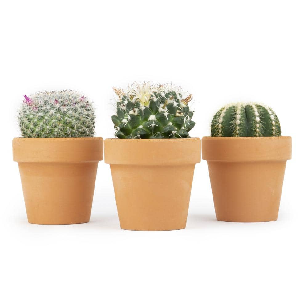 SMART PLANET 2.5 in. Assorted Cactus 3-Pack in Terra Cotta Clay Pot 0872533