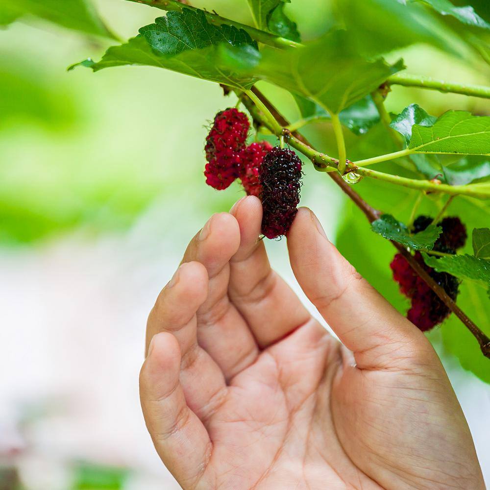 Perfect Plants 4 ft. to 5 ft. Tall Dwarf Everbearing Mulberry Tree in Grower's Pot Large Delicious Fruit THD00567