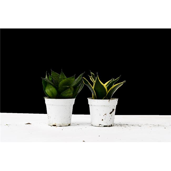 House Plant 4-SNAKE-VARIETY-2PK 2 Variety Sansevieria Snake Plant in 4 in. Pot