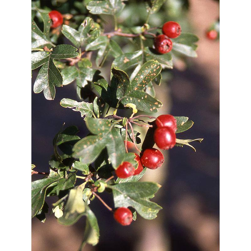Online Orchards 3 ft. Crimson Cloud Hawthorn Compact Tree with Bright Spring Blossoms FLHW001