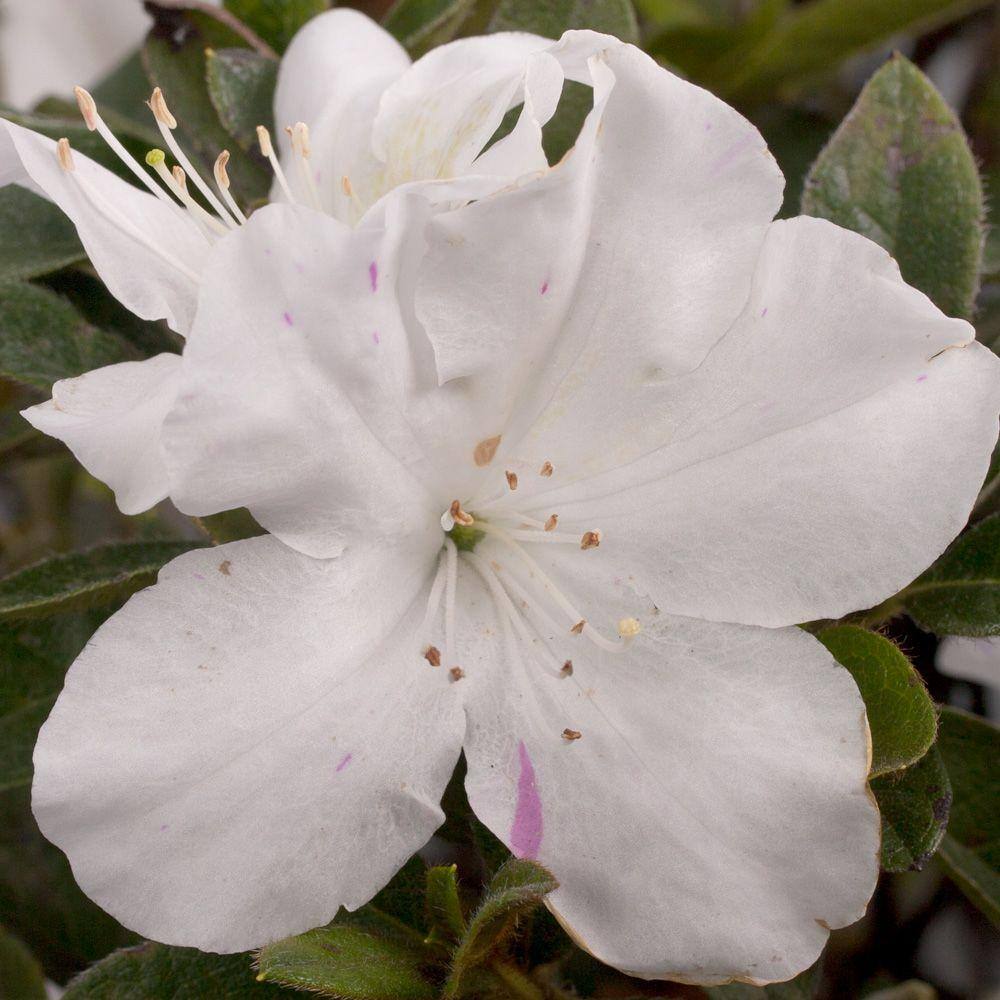 Encore Azaliea 3 Gal. Lily Encore Azalea Shrub with Brilliant White Reblooming Flowers 1000005435