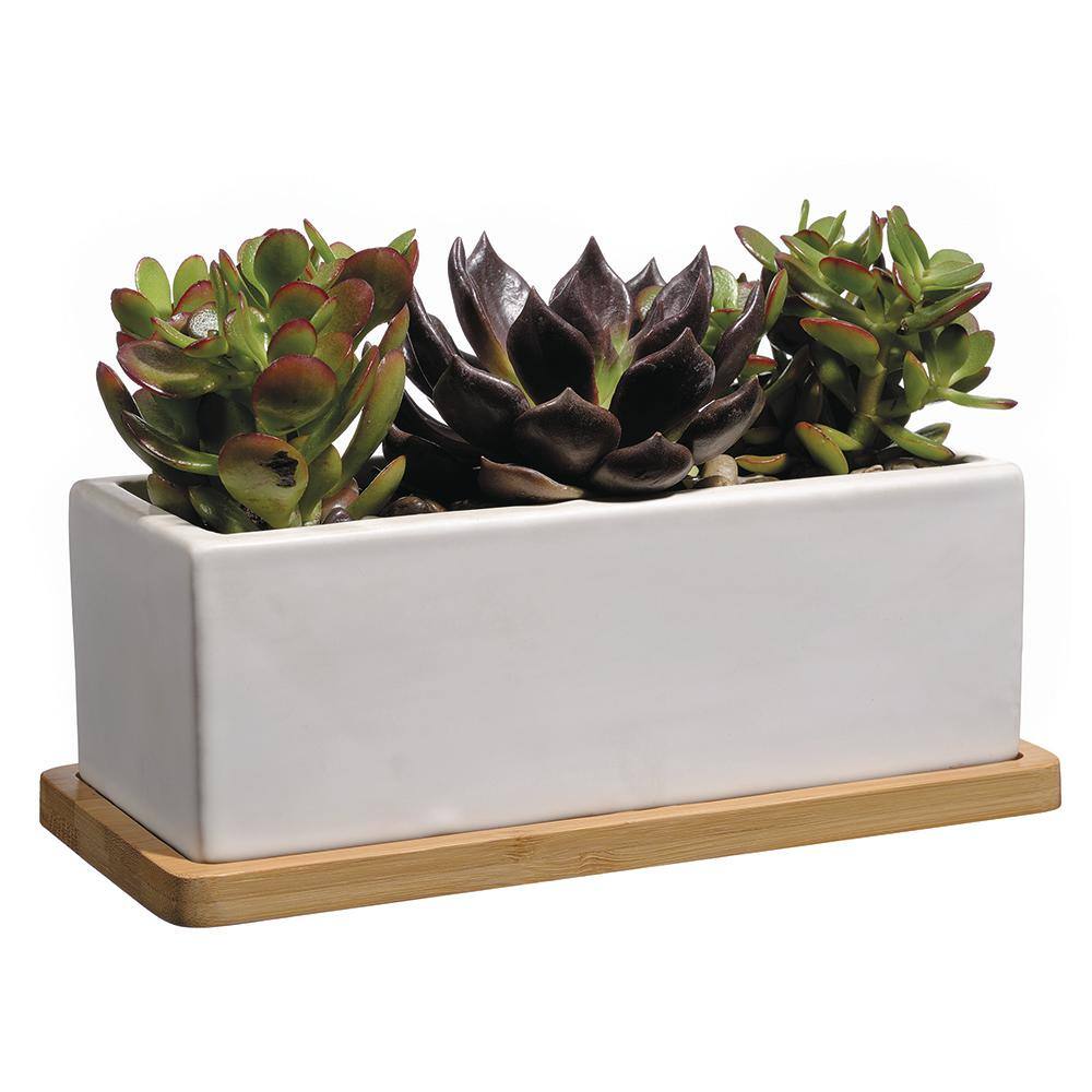 Vigoro 9 in. Nipp Medium White Ceramic Rectangle Planter (9 in. L x 8.5 in. W x 3.4 in. H) with Attached Tray HD1138-089