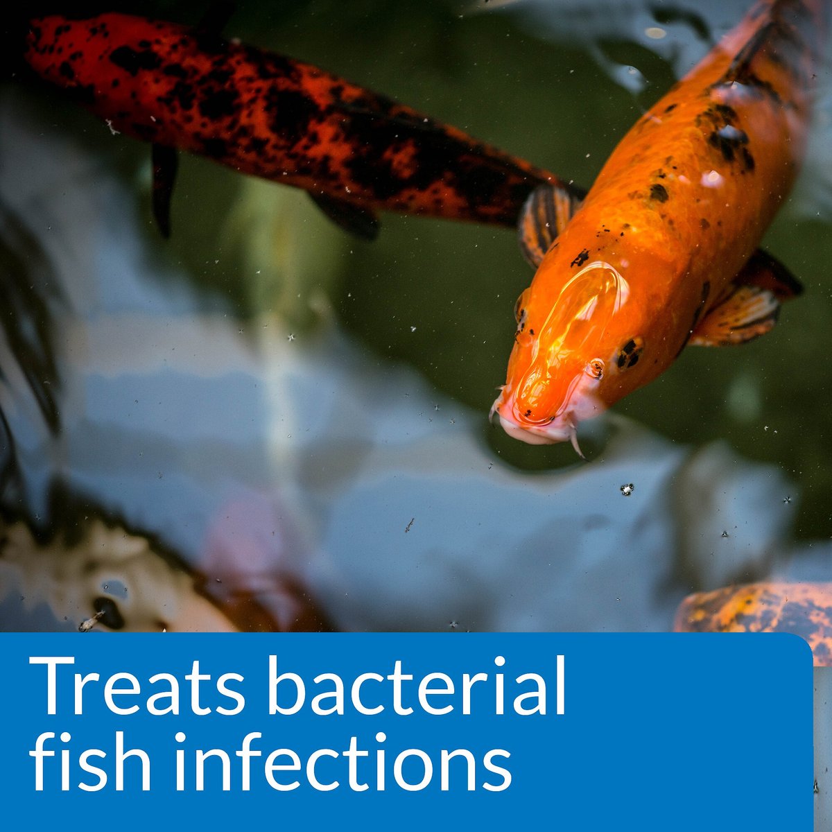 API Pond Melafix for Bacterial Infections in Fish