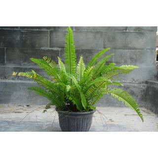 Online Orchards 1 Gal. Sword Fern Shrub With Long Soft Fronds Great for Heavy Shade SBFR003