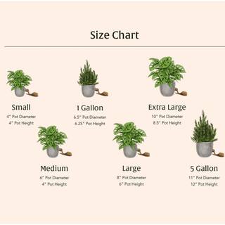 LIVELY ROOT 6 in. Fabian Aralia Stump (Polyscias Scutellaria) Plant in Grower Pot LRFBARAL