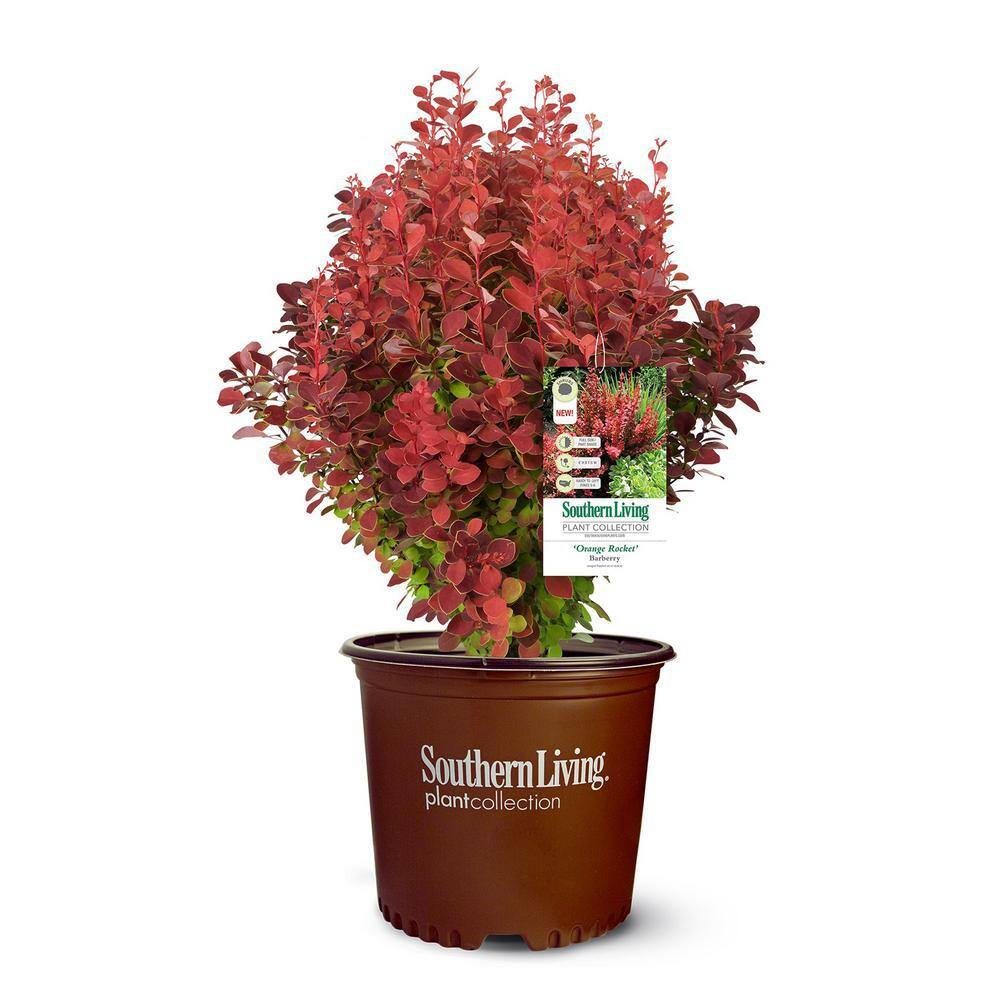 Southern Living 2 Gal. Orange Rocket Barberry Shrub 14372