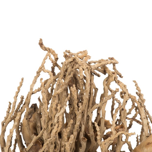 Vickerman Olympia Seed Pod， Dried