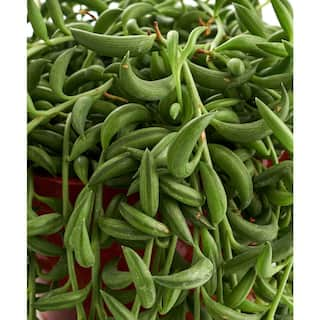 Shop Succulents 6 in. Senecio Radicans 'String of Bananas' Fast-Growing Trailing Succulent IndoorOutdoor Houseplant 1-BANANA-6