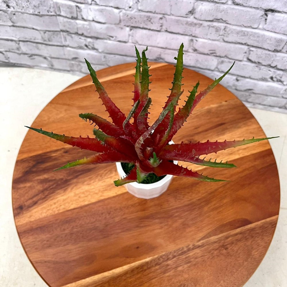 Gorgeous Artificial Aloe vera Plant in Ceramic Pot