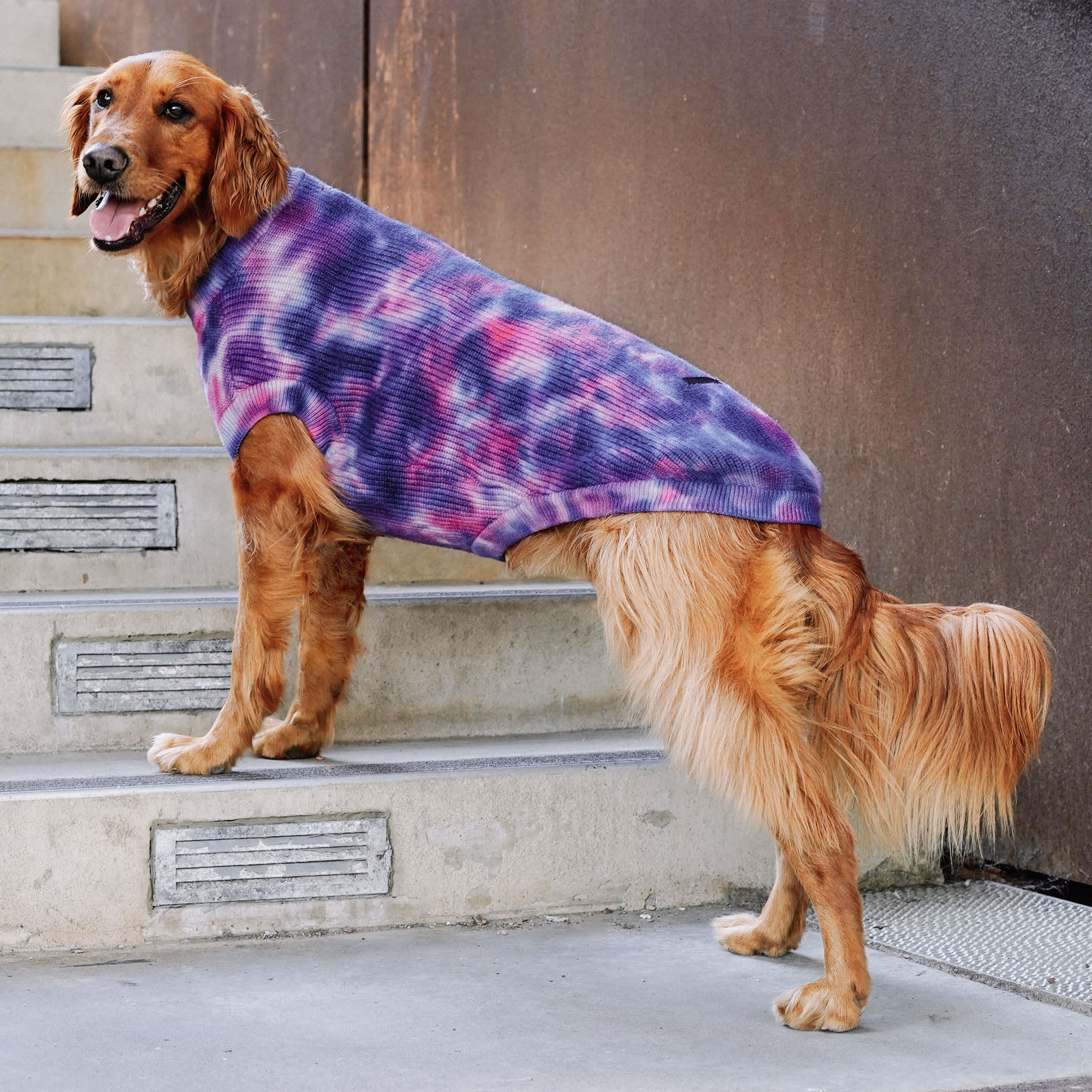 CANADA POOCH Purple Wild Side Dog Sweater， XX-Large