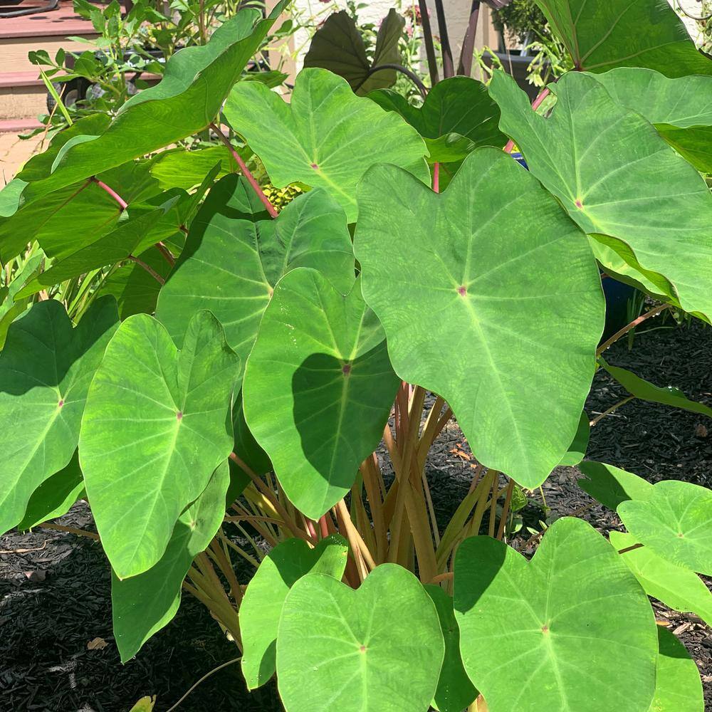 national PLANT NETWORK 3.5 in. Colocasia Polar Green Plant in Grower Container (2-Piece) HD1450