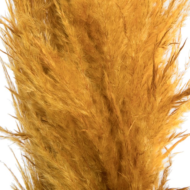 Dried Aspen Gold Pampas Grass， 6 Pieces Per Pack. It Includes Two Stems With Medium Plumes That Range From 3