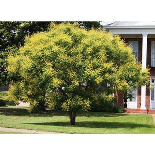 Wekiva Foliage 3 Gal. Golden Rain Tree Live Plant in a Pot Koelreuteria Paniculata Beautiful Flowering Tree Patio Garden 2P-HHSB-0J4R