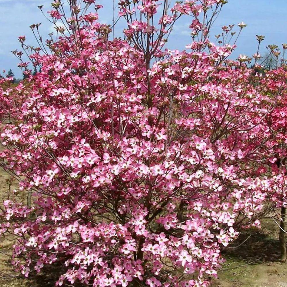 5 Gal. Kousa Pink Dogwood Flowering Deciduous Tree with Pink Flowers DOGKPI05G