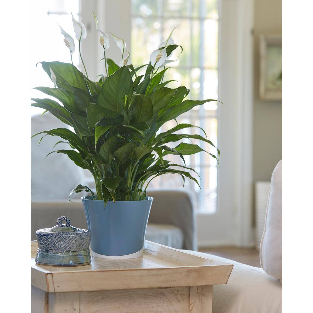 Costa Farms Spathiphyllum Peace Lily Indoor Plant in 6 in. White Pot Average Shipping Height 1-2 ft. Tall CO.SY06.3.CYL