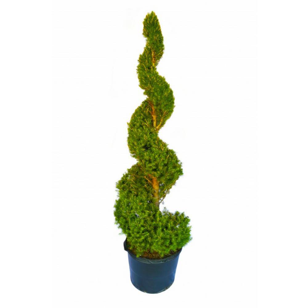 Online Orchards 5 gal. Dwarf Alberta Spruce Shrub with Formal Topiary Spiral CHSP115