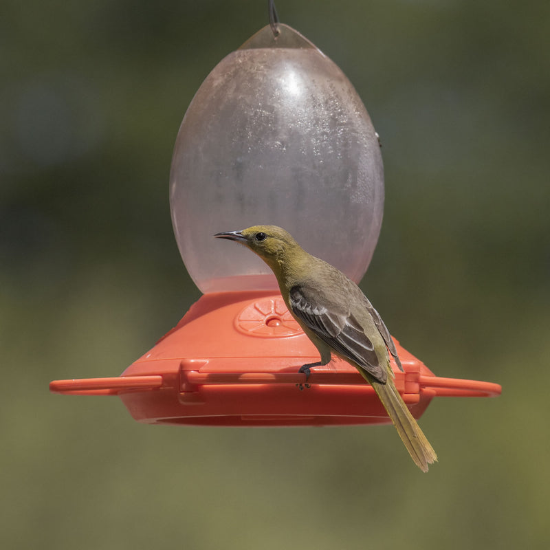 ORIOLE FEEDER