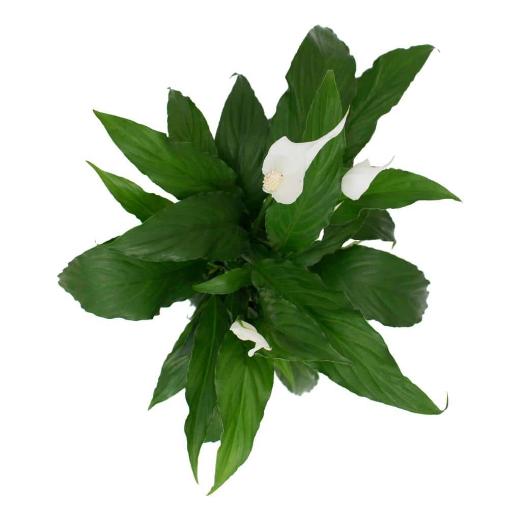 Vigoro Peace Lily Indoor Plant in 6 in. White Ribbed Plastic Decor Planter Avg. Shipping Height 1-2 ft. Tall (2-Pack) CO.SY06.3.VI.WH