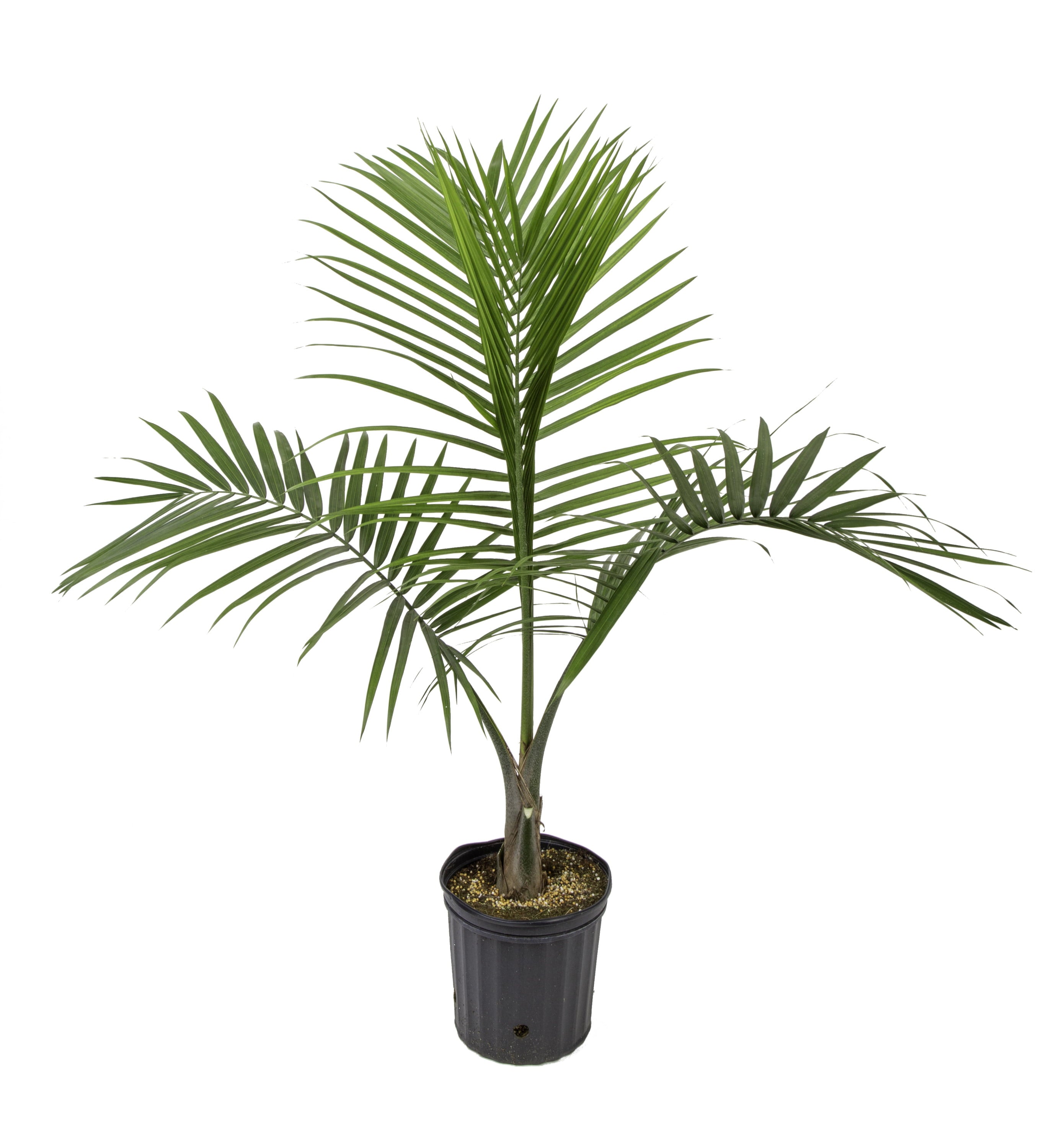 Costa Farms  Live Indoor 3-4 FT. Tall Green Majesty Palm Tree; Bright， Indirect Sunlight Plant in 10in. Grower Pot