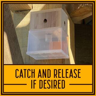 Bees N Things Hanging Carpenter Bee Trap 100537614