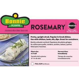 Bonnie Plants 2.32 qt. Rosemary Herb Plant 5090