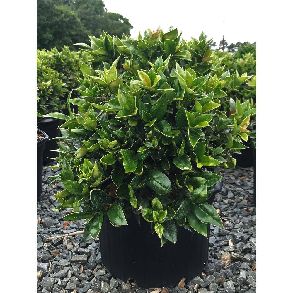 national PLANT NETWORK 2.25 Gal. Carissa Holly Plant HD7479