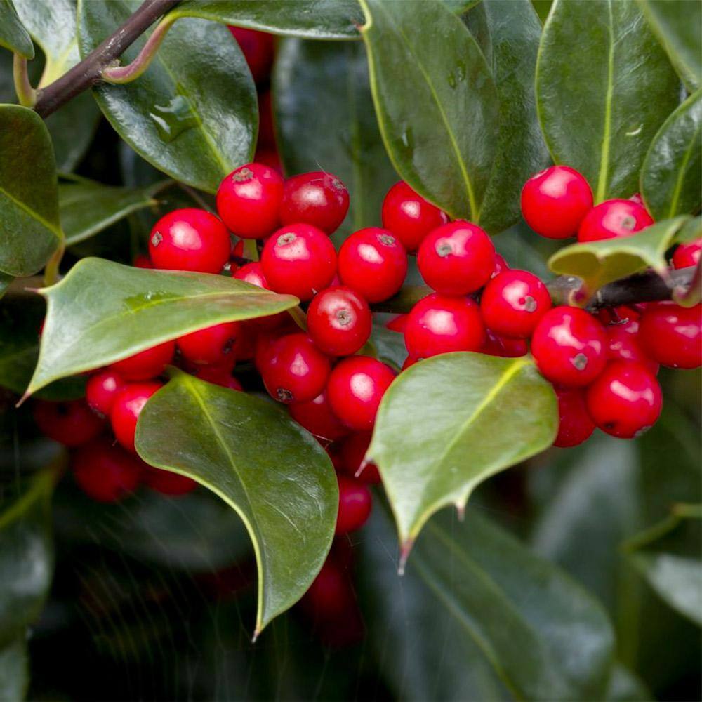 FLOWERWOOD 2.5 Gal - Nellie R. Stevens Holly Shrub(Ilex) Live Evergreen Shrub Glossy Foliage with Bright Berries 31293FL