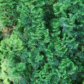 PROVEN WINNERS 1 Gal. Sting Arborvitae (Thuja) Live Plant Shrub Green Foliage THJPRC1086101