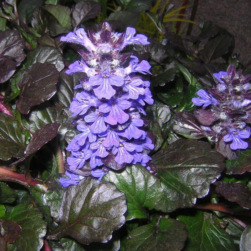 Classy Groundcovers - Bugleweed 'Black Scallop' Creeping Carpet Bugle 'Black Scallop'， Sicklewort 'Black Scallop'， Carpenter's Herb 'Black Scallop' {25 Pots - 3 1/2 inch Square}