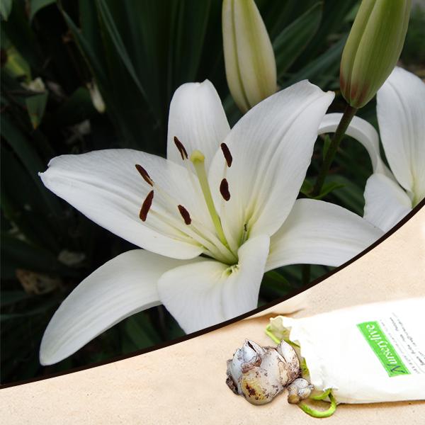 Asiatic Lily (White) - Bulbs