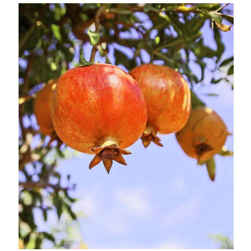Southern Living 5 Gal. Salavastiski Pomegranate Tree POMSAL05G
