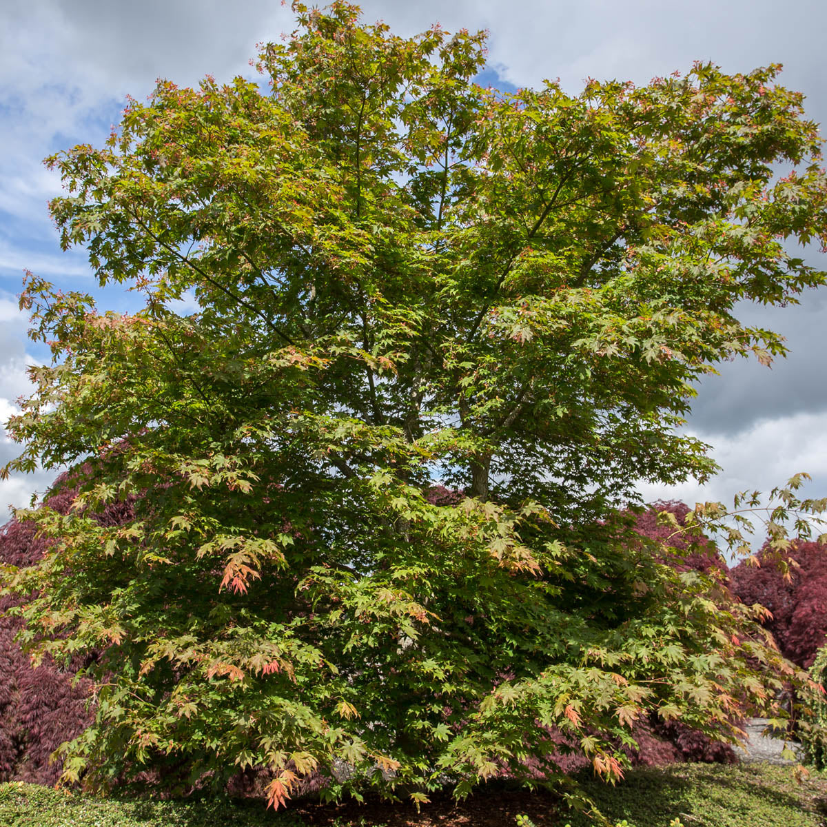 Green Laceleaf Japanese Maple Ornamental Tree grown in a 1.50 Gallon Pot (1-Pack)