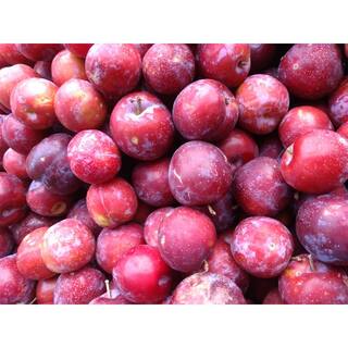 Online Orchards 3 ft. Santa Rosa Plum Tree Semi Dwarf with Large Red Fruit and Vigorous Growth FTPL203