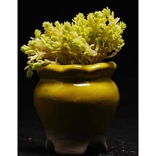 Zeus  Ruta Gold Moss Sedum Plants Pet-Safe Spreading in Pots (1-Pack) W1009-GM1