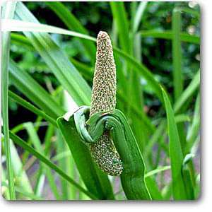 Acorus Calamus, Vekhand - 0.5 kg Seeds