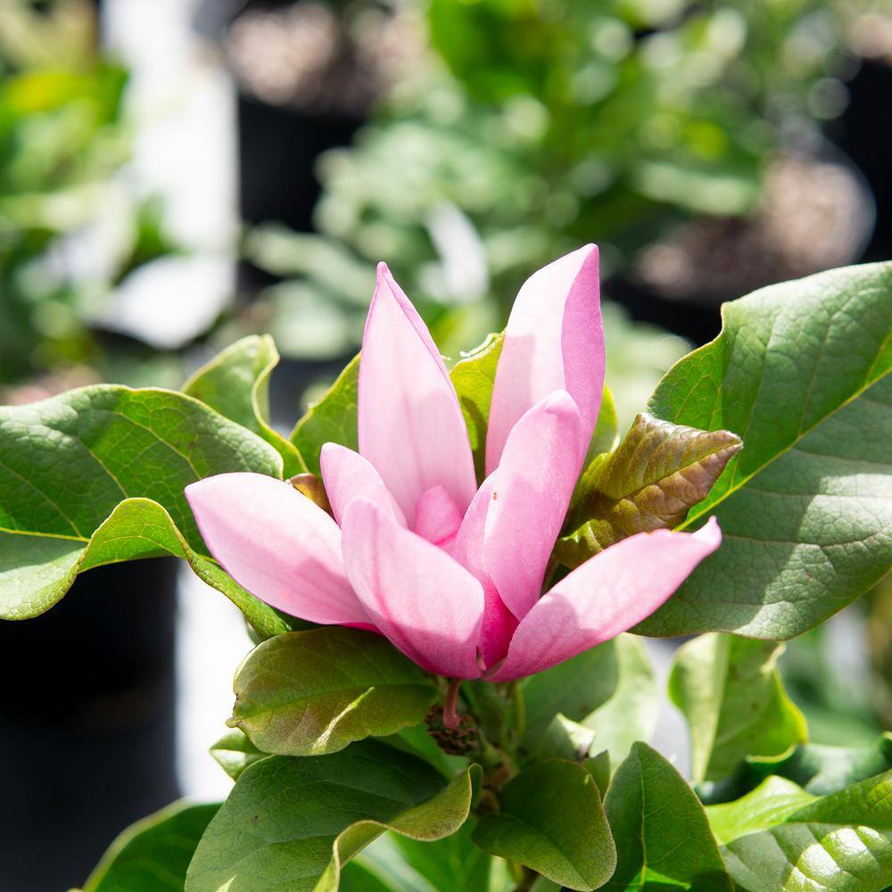 Perfect Plants 1 Gal. Jane Japanese Magnolia Tree in Grower's Pot THD00561