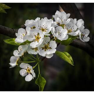 Online Orchards Cleveland Select Flowering Pear Tree Bare Root FLPR001