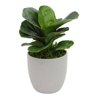 ALTMAN PLANTS Fiddle Leaf Fig Tree (Ficus lyrata) Live House Plant with 4.25 in. Decorative Ceramic Pot 0873083