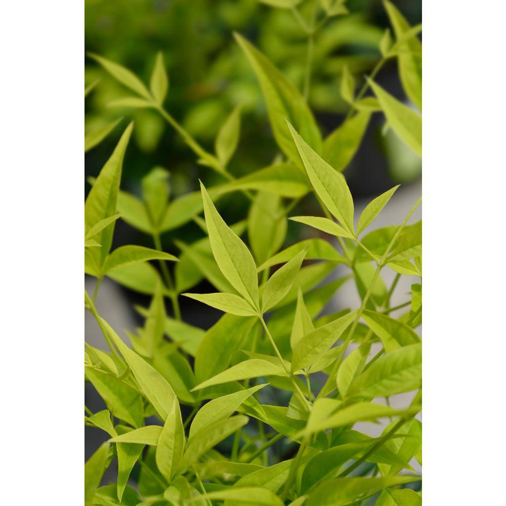 SOUTHERN LIVING 1 Gal. Lemon Lime Nandina Heavenly Bamboo Live Evergreen Shrub with Lime Green Foliage (1-Pack) NANDI1LLM1PK