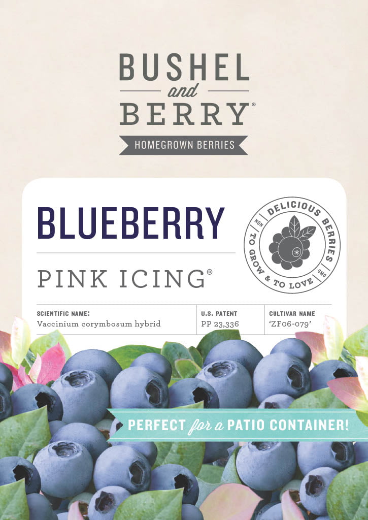 2.5 Qt. Bushel and Berry® Blueberry 'Pink Icing'