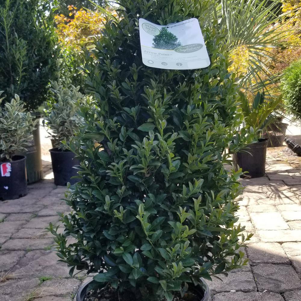 Vigoro 5 Gal. Arrow Point Japanese Holly (Ilex) Live Plant Pyramidal Growth Habit Glossy Foliage Burgundy New Growth 11220