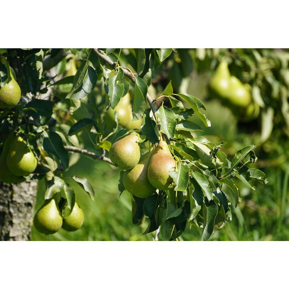 Online Orchards 3 ft. D'Anjou Pear Tree with Light Citrusy Flavor Perfect for Cooking FTPR205