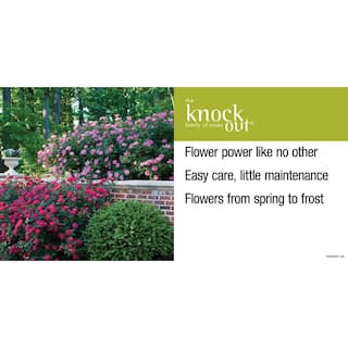 KNOCK OUT 2 Gal. Pink Double Knock Out Rose Bush with Pink Flowers 13212