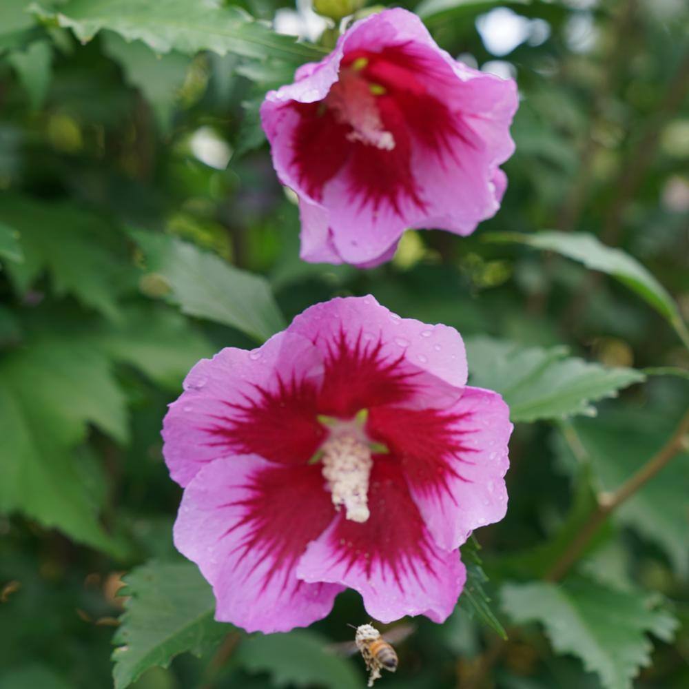 PROVEN WINNERS 5 Gal. Purple Pillar Rose of Sharon (Hibiscus) Shrub with Purple Flowers 13911