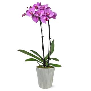 Just Add Ice Premium Orchid (Phalaenopsis) Pink Plant in 5 in. Grey Ceramic Pottery J5008