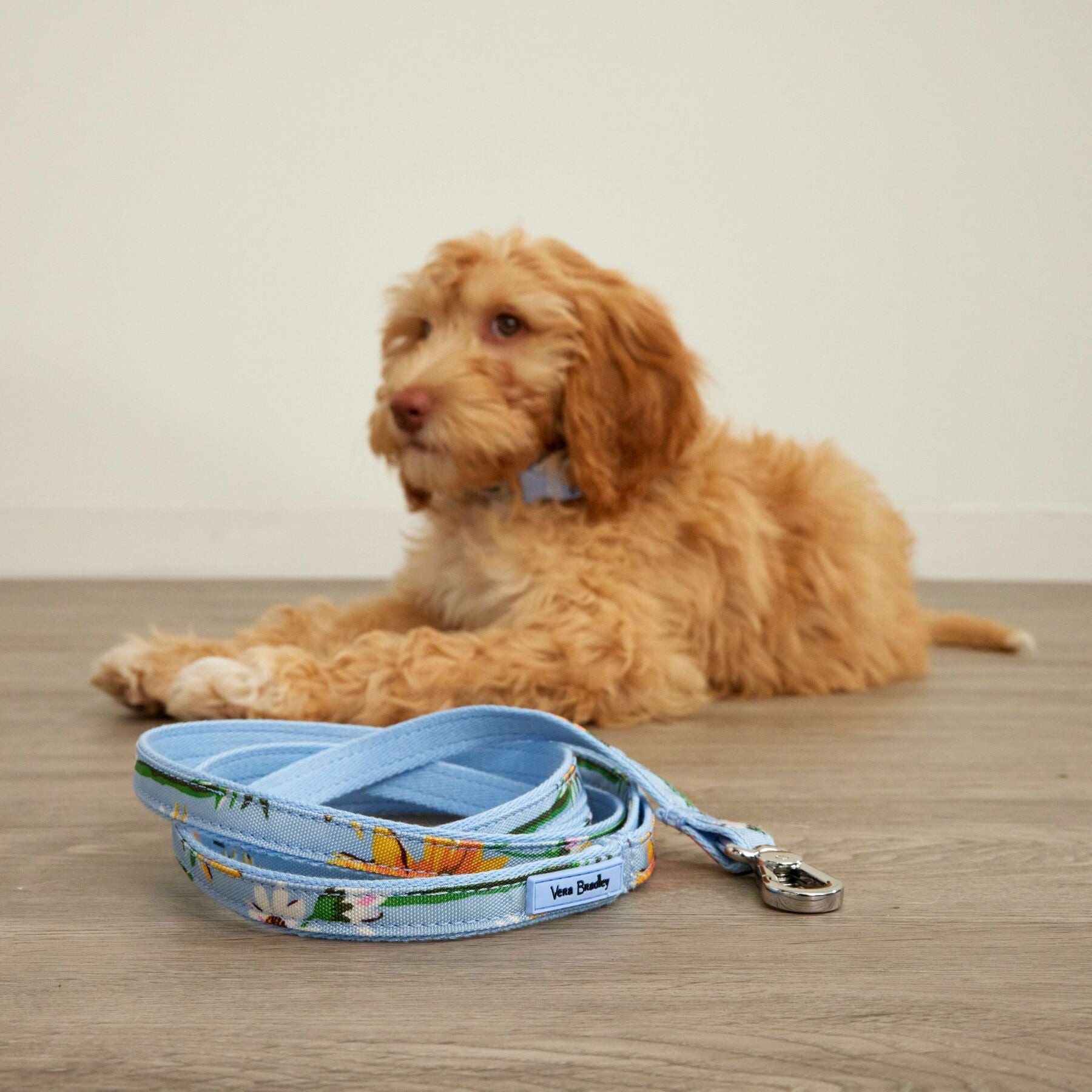 Pet Leash, Medium