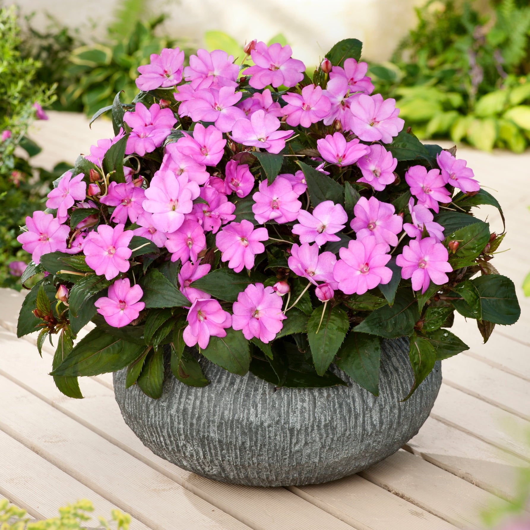 Impatiens Jumbo Splash Vigorous Lavender 3- piece